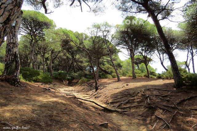 bosc-marquesa-tarragona-287930254